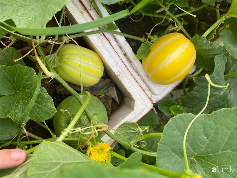 Tận dụng sân thượng chung cư, nữ giám đốc ở Hà Nội đã trồng được một vườn rau đủ loại rau quả sạch với 8 triệu tiền đầu tư-18