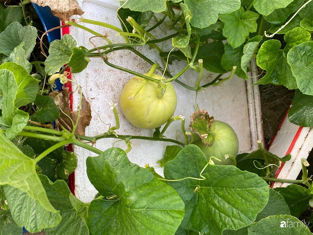 Tận dụng sân thượng chung cư, nữ giám đốc ở Hà Nội đã trồng được một vườn rau đủ loại rau quả sạch với 8 triệu tiền đầu tư-19