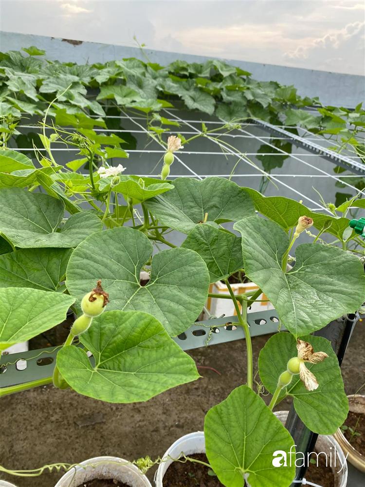 Tận dụng sân thượng chung cư, nữ giám đốc ở Hà Nội đã trồng được một vườn rau đủ loại rau quả sạch với 8 triệu tiền đầu tư-20