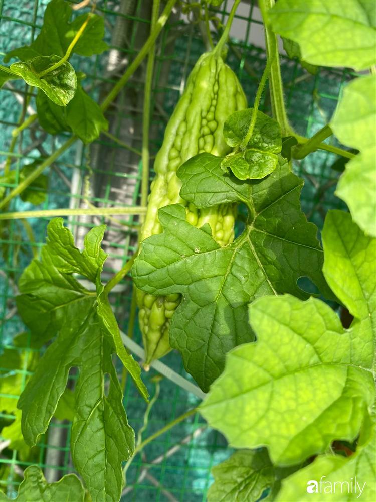 Tận dụng sân thượng chung cư, nữ giám đốc ở Hà Nội đã trồng được một vườn rau đủ loại rau quả sạch với 8 triệu tiền đầu tư-21
