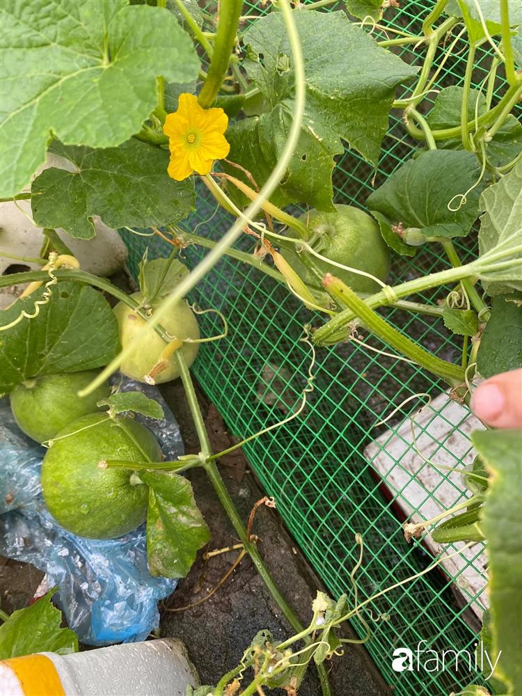 Tận dụng sân thượng chung cư, nữ giám đốc ở Hà Nội đã trồng được một vườn rau đủ loại rau quả sạch với 8 triệu tiền đầu tư-22