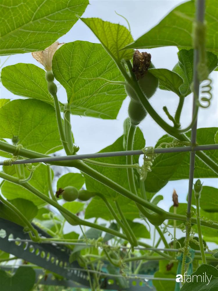 Tận dụng sân thượng chung cư, nữ giám đốc ở Hà Nội đã trồng được một vườn rau đủ loại rau quả sạch với 8 triệu tiền đầu tư-23