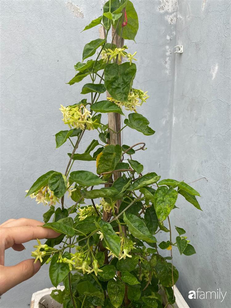 Tận dụng sân thượng chung cư, nữ giám đốc ở Hà Nội đã trồng được một vườn rau đủ loại rau quả sạch với 8 triệu tiền đầu tư-24