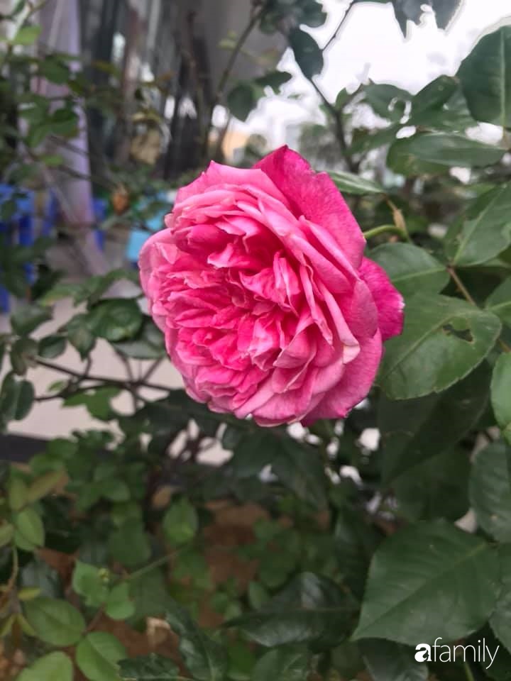 Tận dụng sân thượng chung cư, nữ giám đốc ở Hà Nội đã trồng được một vườn rau đủ loại rau quả sạch với 8 triệu tiền đầu tư-25