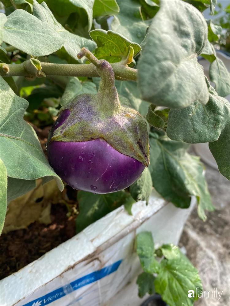 Tận dụng sân thượng chung cư, nữ giám đốc ở Hà Nội đã trồng được một vườn rau đủ loại rau quả sạch với 8 triệu tiền đầu tư-27