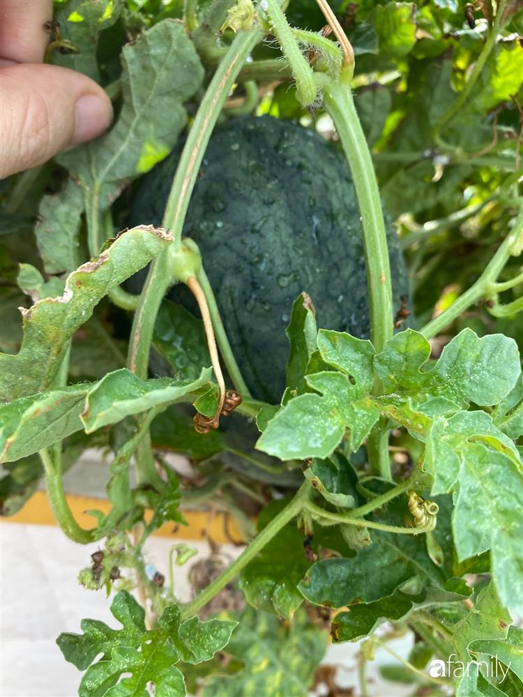 Tận dụng sân thượng chung cư, nữ giám đốc ở Hà Nội đã trồng được một vườn rau đủ loại rau quả sạch với 8 triệu tiền đầu tư-28