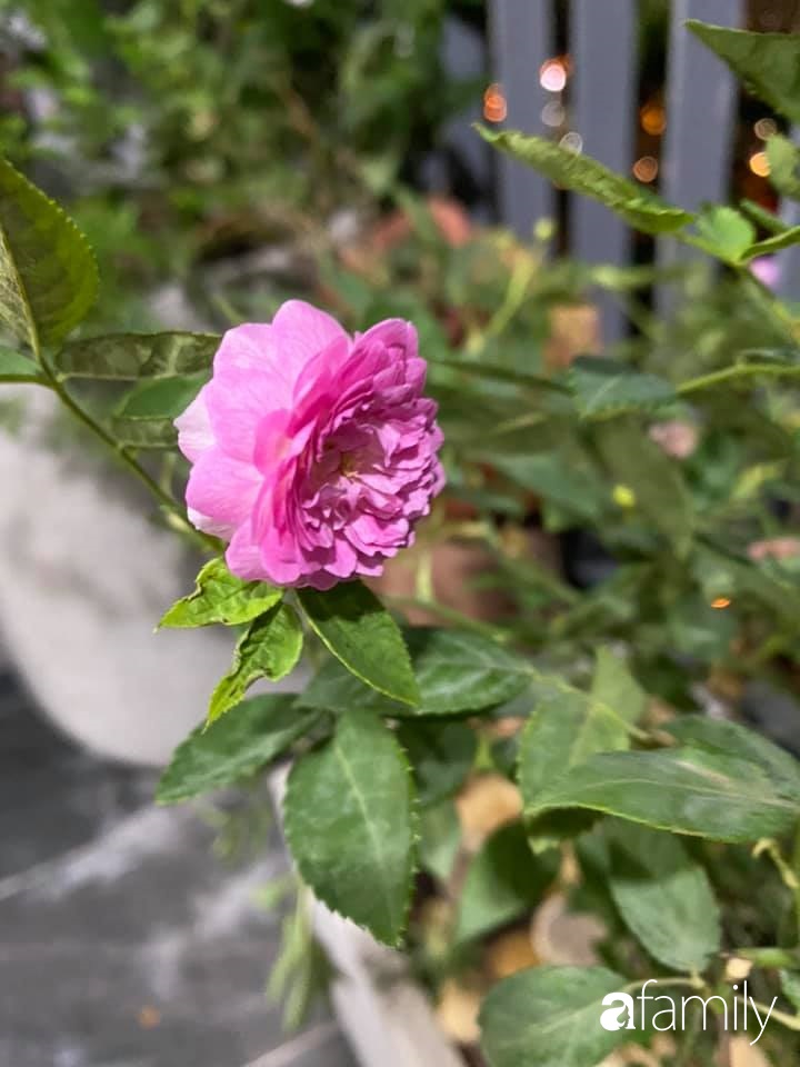 Tận dụng sân thượng chung cư, nữ giám đốc ở Hà Nội đã trồng được một vườn rau đủ loại rau quả sạch với 8 triệu tiền đầu tư-30