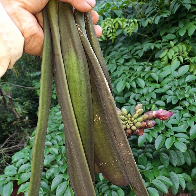 Thứ quả rừng dài cả mét được săn lùng, dân hái bán thu tiền triệu mỗi ngày-1