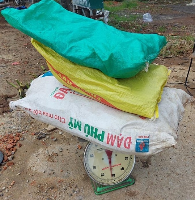 Thứ quả rừng dài cả mét được săn lùng, dân hái bán thu tiền triệu mỗi ngày-3