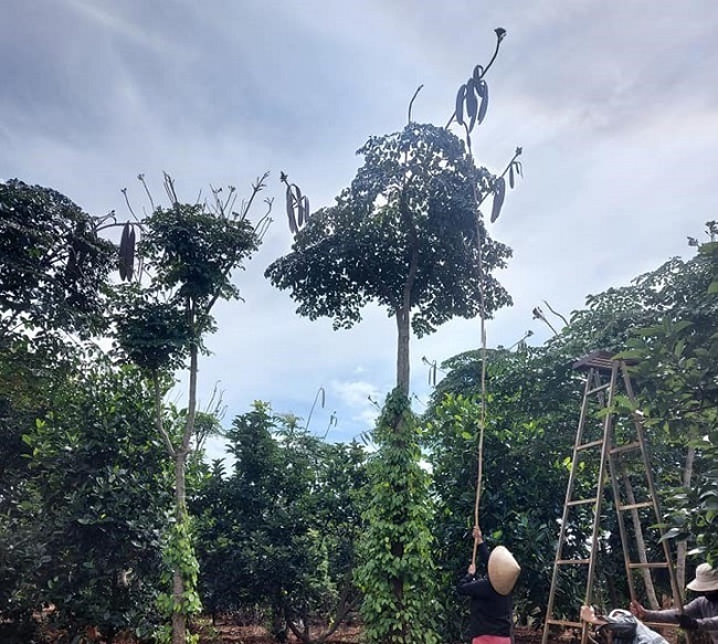 Thứ quả rừng dài cả mét được săn lùng, dân hái bán thu tiền triệu mỗi ngày-4