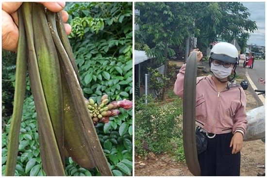 Thứ quả rừng dài cả mét được săn lùng, dân hái bán thu tiền triệu mỗi ngày