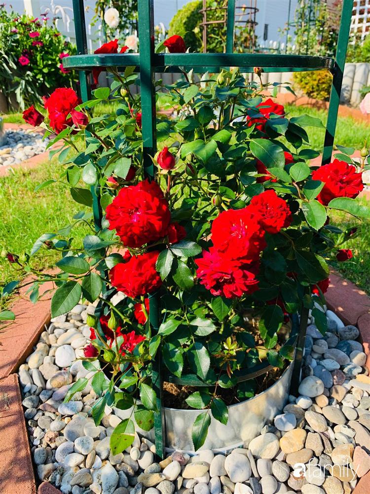 Vườn hoa 500m² đẹp như cổ tích được tạo bởi tình yêu thiên nhiên của cặp vợ chồng dành cả thanh xuân để trồng cây-15