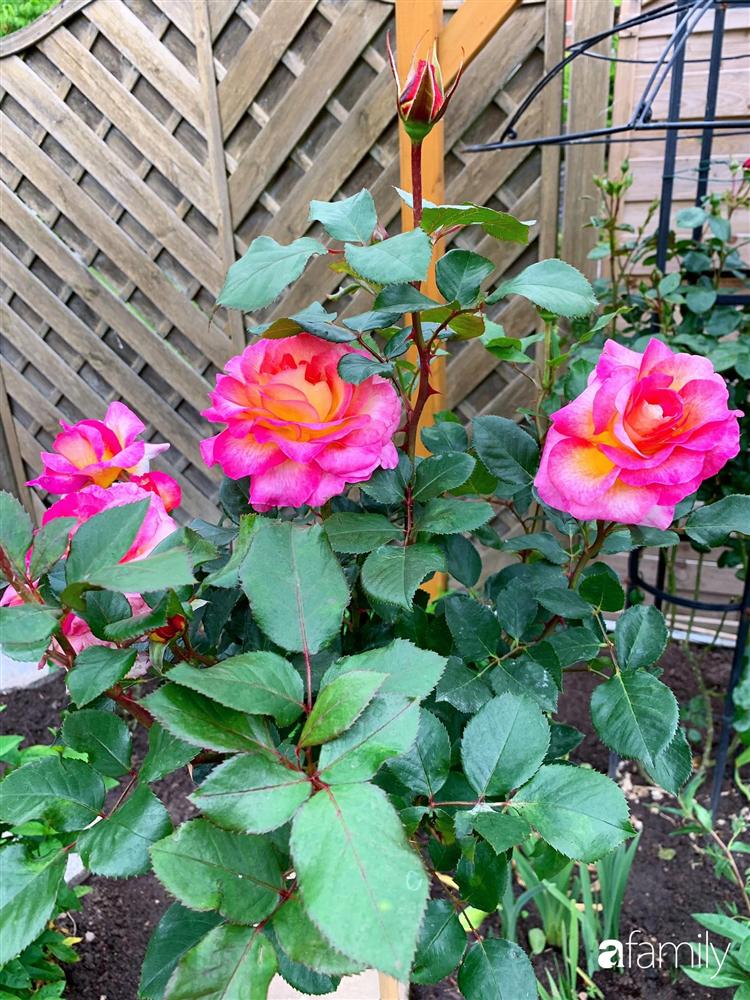 Vườn hoa 500m² đẹp như cổ tích được tạo bởi tình yêu thiên nhiên của cặp vợ chồng dành cả thanh xuân để trồng cây-17