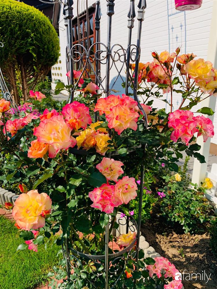 Vườn hoa 500m² đẹp như cổ tích được tạo bởi tình yêu thiên nhiên của cặp vợ chồng dành cả thanh xuân để trồng cây-19