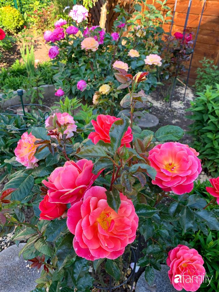 Vườn hoa 500m² đẹp như cổ tích được tạo bởi tình yêu thiên nhiên của cặp vợ chồng dành cả thanh xuân để trồng cây-20