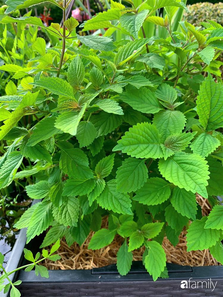 Vườn hoa 500m² đẹp như cổ tích được tạo bởi tình yêu thiên nhiên của cặp vợ chồng dành cả thanh xuân để trồng cây-21