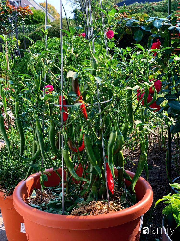 Vườn hoa 500m² đẹp như cổ tích được tạo bởi tình yêu thiên nhiên của cặp vợ chồng dành cả thanh xuân để trồng cây-22