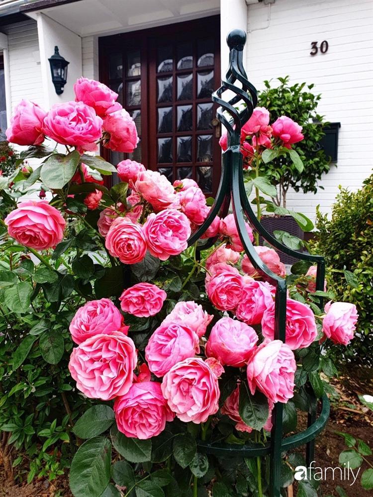 Vườn hoa 500m² đẹp như cổ tích được tạo bởi tình yêu thiên nhiên của cặp vợ chồng dành cả thanh xuân để trồng cây-24