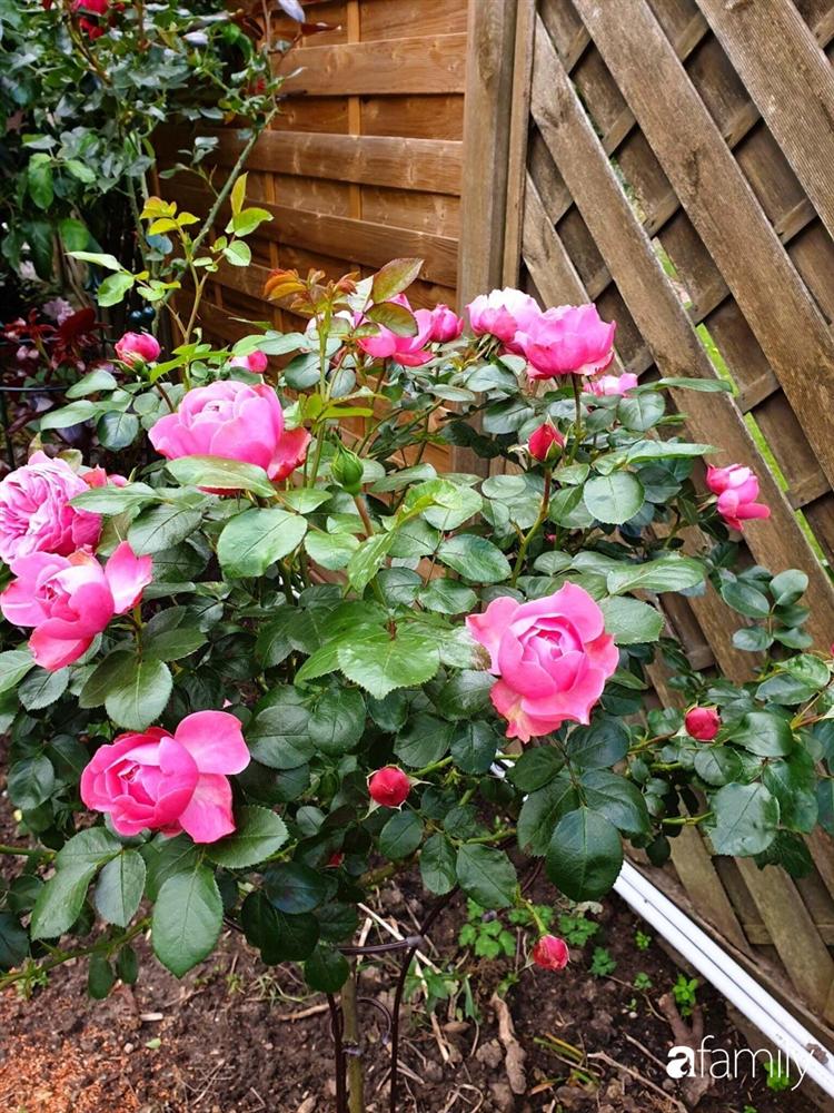 Vườn hoa 500m² đẹp như cổ tích được tạo bởi tình yêu thiên nhiên của cặp vợ chồng dành cả thanh xuân để trồng cây-25