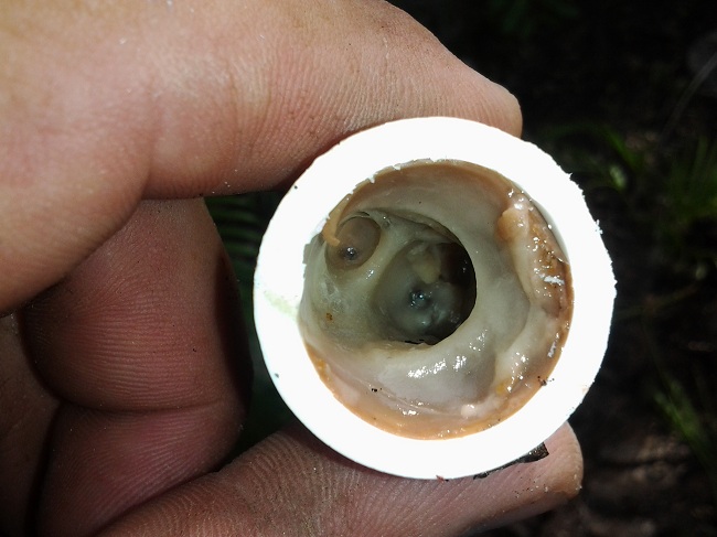 Muốn bồn rửa bát trong bếp không bị tắc thì đừng đổ 5 thứ này vào bên trong, nếu không sẽ rất khó xử lý-3