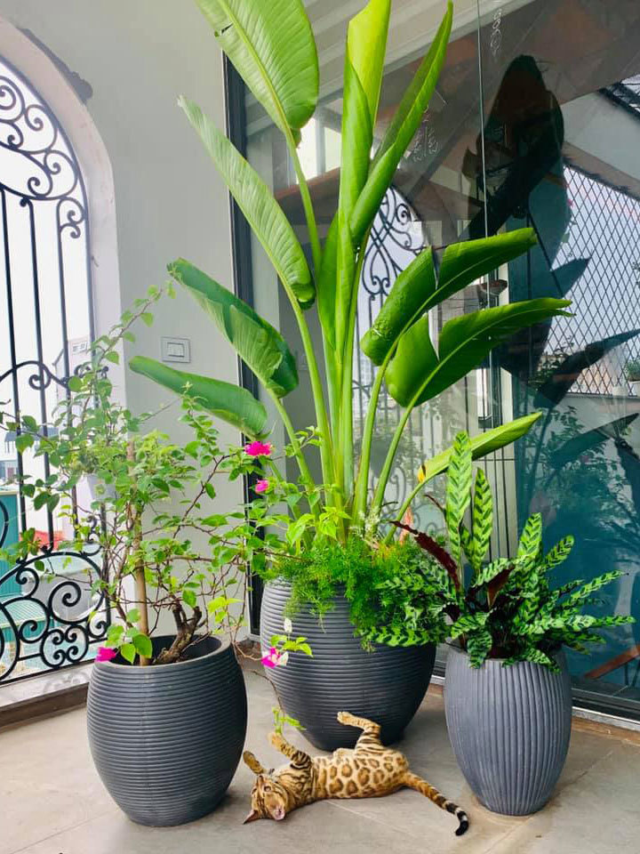 Nhà sang nhiều cây xanh của vợ chồng ca sĩ Trọng Tấn-8