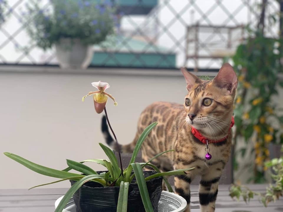 Nhà sang nhiều cây xanh của vợ chồng ca sĩ Trọng Tấn-18