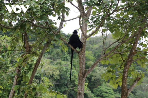 Voọc lao xuống đường tấn công khiến 9 người bị thương nặng-1