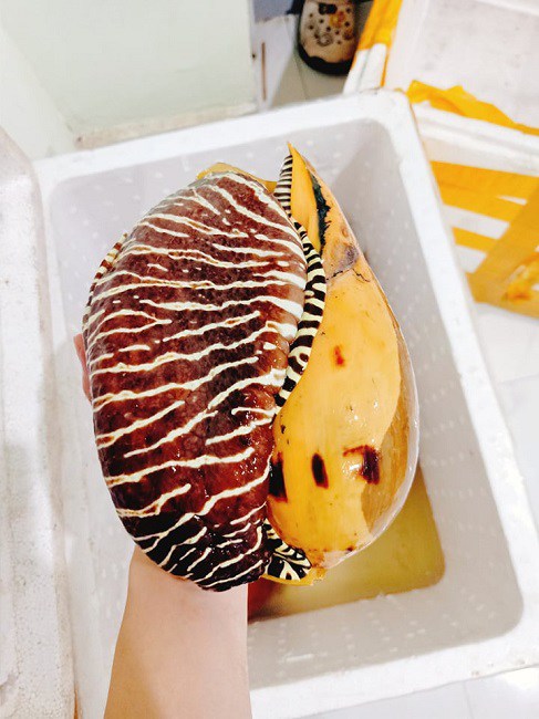 Xuất hiện ốc biển khổng lồ” trên chợ mạng với giá lên đến nửa triệu đồng/con-2