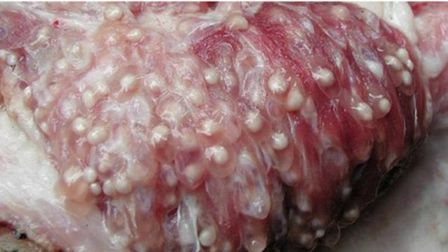 Phần thịt bẩn nhất trên cơ thể con lợn, dù giá rẻ thế nào cũng không nên mua-1