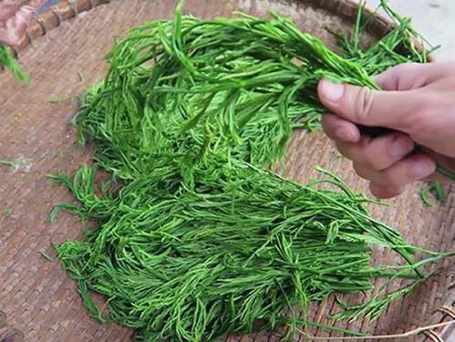 Việt Nam có 10 loại rau rừng mọc dại giá đắt cắt cổ, có tiền chưa chắc đã mua được-1