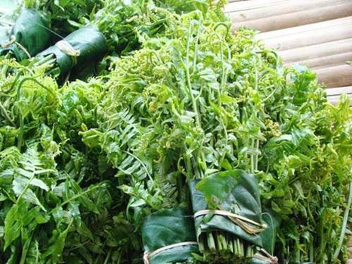 Việt Nam có 10 loại rau rừng mọc dại giá đắt cắt cổ, có tiền chưa chắc đã mua được-3