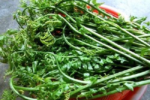 Việt Nam có 10 loại rau rừng mọc dại giá đắt cắt cổ, có tiền chưa chắc đã mua được-4