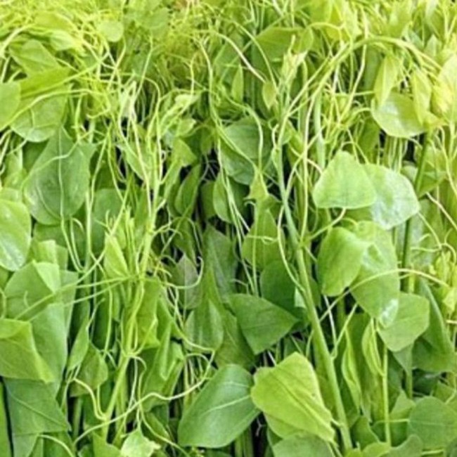 Việt Nam có 10 loại rau rừng mọc dại giá đắt cắt cổ, có tiền chưa chắc đã mua được-9