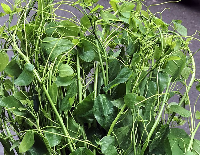 Việt Nam có 10 loại rau rừng mọc dại giá đắt cắt cổ, có tiền chưa chắc đã mua được-10