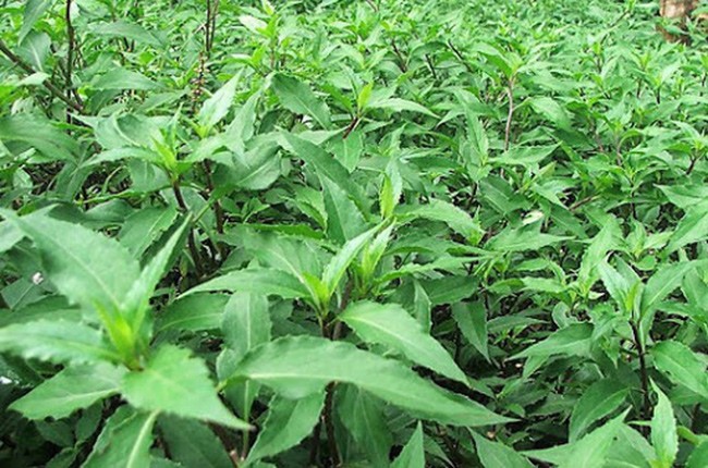 Việt Nam có 10 loại rau rừng mọc dại giá đắt cắt cổ, có tiền chưa chắc đã mua được-14