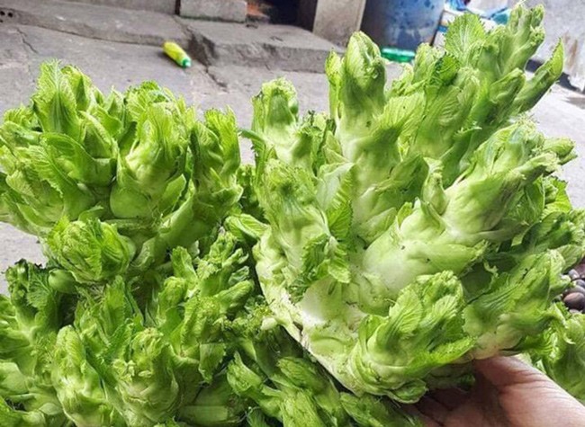 Việt Nam có 10 loại rau rừng mọc dại giá đắt cắt cổ, có tiền chưa chắc đã mua được-16
