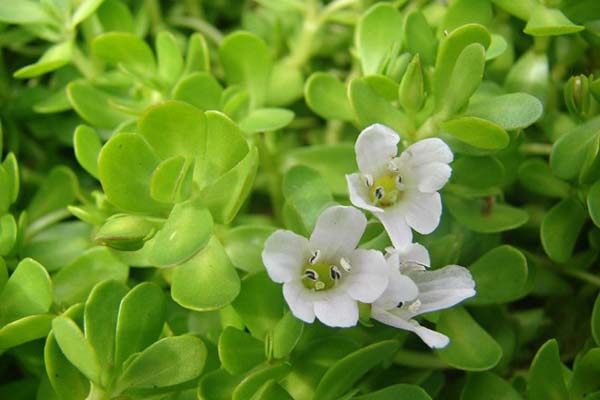 Rau rừng rủ nhau xuống chợ Thủ đô, có loại 180 nghìn/kg vẫn không đủ bán-3