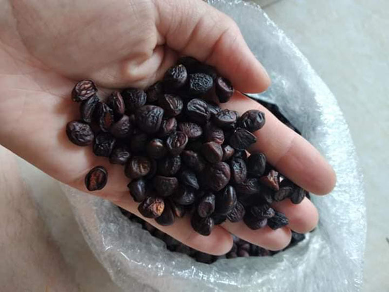 Hạt vàng Tây Bắc, 2 triệu đồng/kg vẫn được khách săn lùng-1