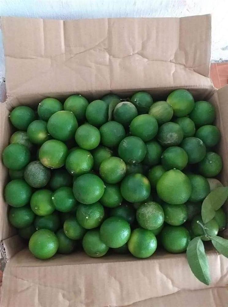 Chanh ta vào mùa, giá rẻ giật mình chỉ 10 ngàn/kg bán đầy các chợ-2