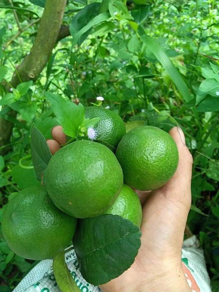 Chanh ta vào mùa, giá rẻ giật mình chỉ 10 ngàn/kg bán đầy các chợ-4