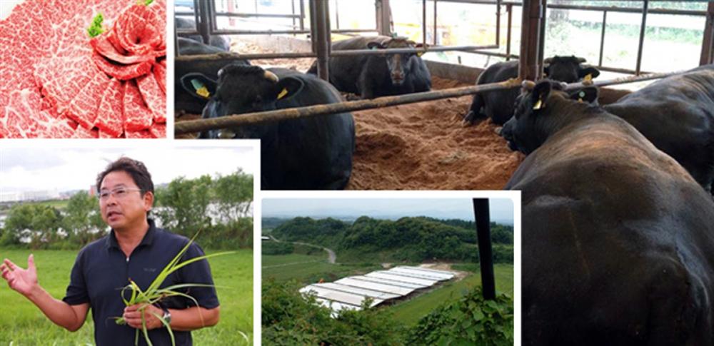 Thịt bò thượng hạng Ozaki có gì đặc biệt mà giá cao ngất ngưởng?-6