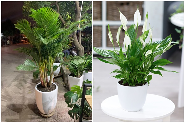 5 loại cây dễ chăm dễ trồng lại tốt cho phong thủy, rước về nhà tụ lộc gấp đôi-5