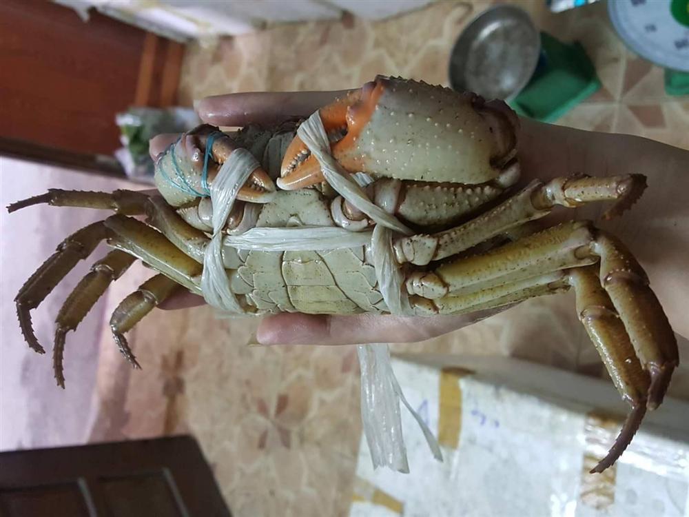 Cua núi đá ăn lá rừng: Đặc sản Hà Giang, ngon hơn cua biển-4