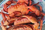 Dân Hà thành lùng mua hải sản ‘khuyết tật’-2