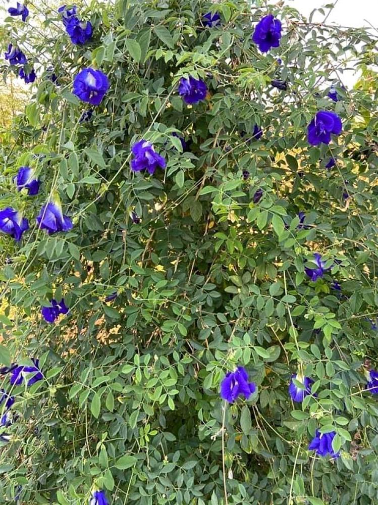 Hoa dại trước hiên nhà, sấy khô bán giá gần 1 triệu/kg-1