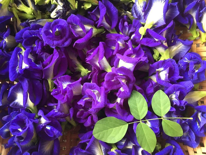 Hoa dại trước hiên nhà, sấy khô bán giá gần 1 triệu/kg-2