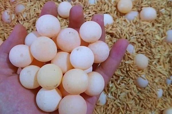 Hoa màu xanh trên núi cao cắm đẹp, ăn ngon: Gom tiền triệu mỗi ngày-5