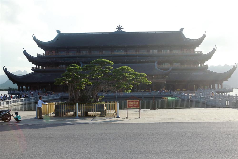 Cây sanh khủng thế nào khiến ông chủ ngôi chùa lớn nhất thế giới mê mẩn?-1