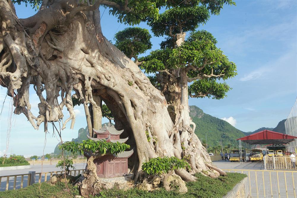 Cây sanh khủng thế nào khiến ông chủ ngôi chùa lớn nhất thế giới mê mẩn?-4