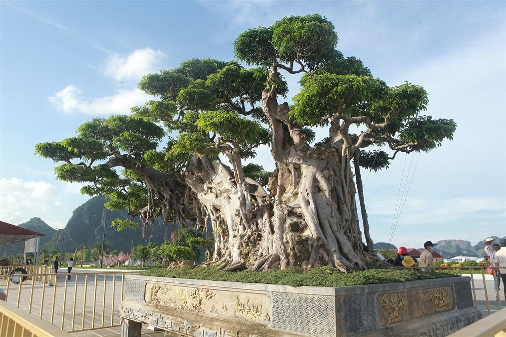 Cây sanh khủng thế nào khiến ông chủ ngôi chùa lớn nhất thế giới mê mẩn?-7